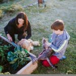 Organic Pest Control Options for Your Garden 