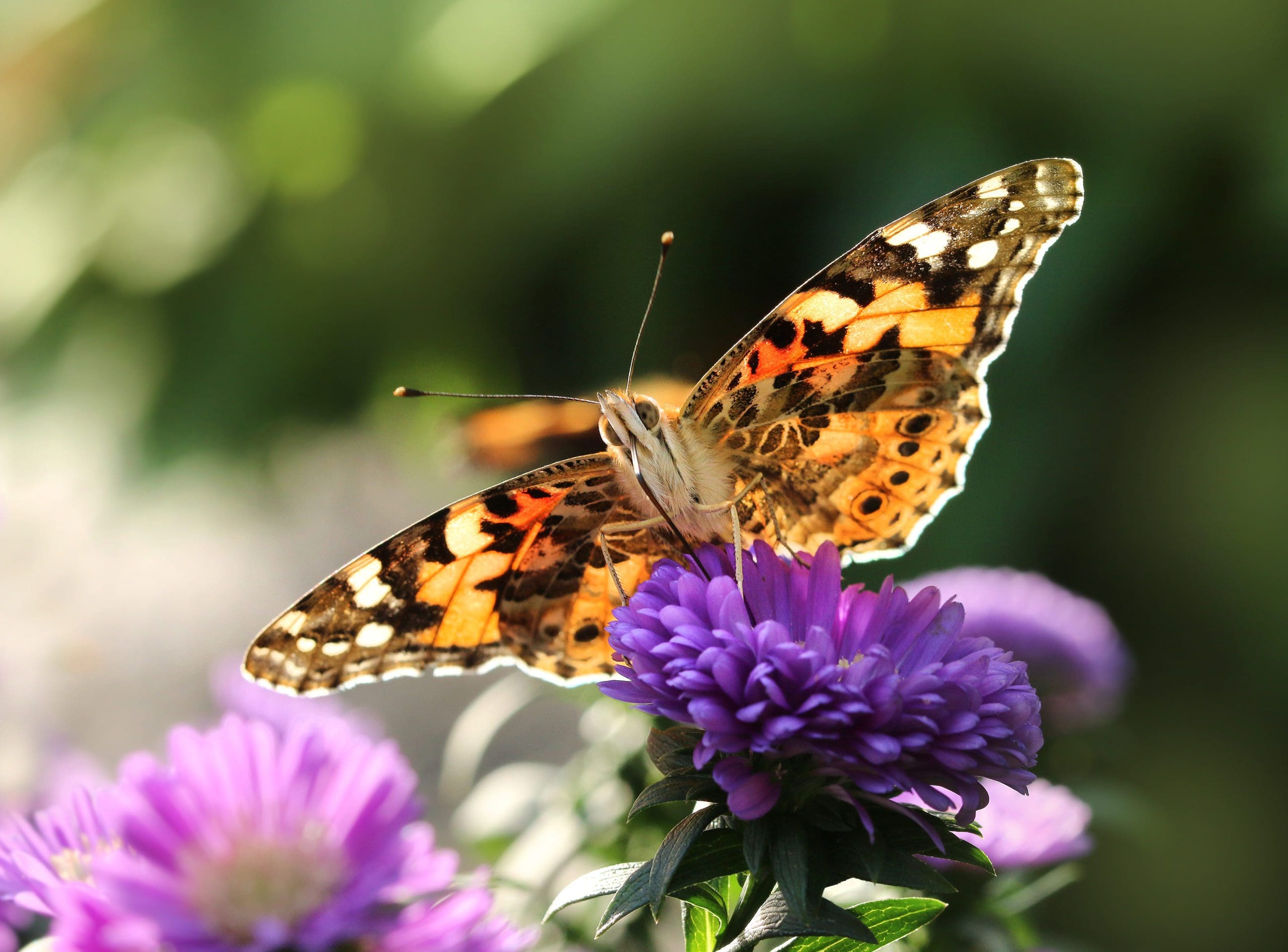 8 Great Gardening Tips to Attract Beautiful Butterflies